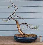 Bonsai Bospest, Ophalen of Verzenden