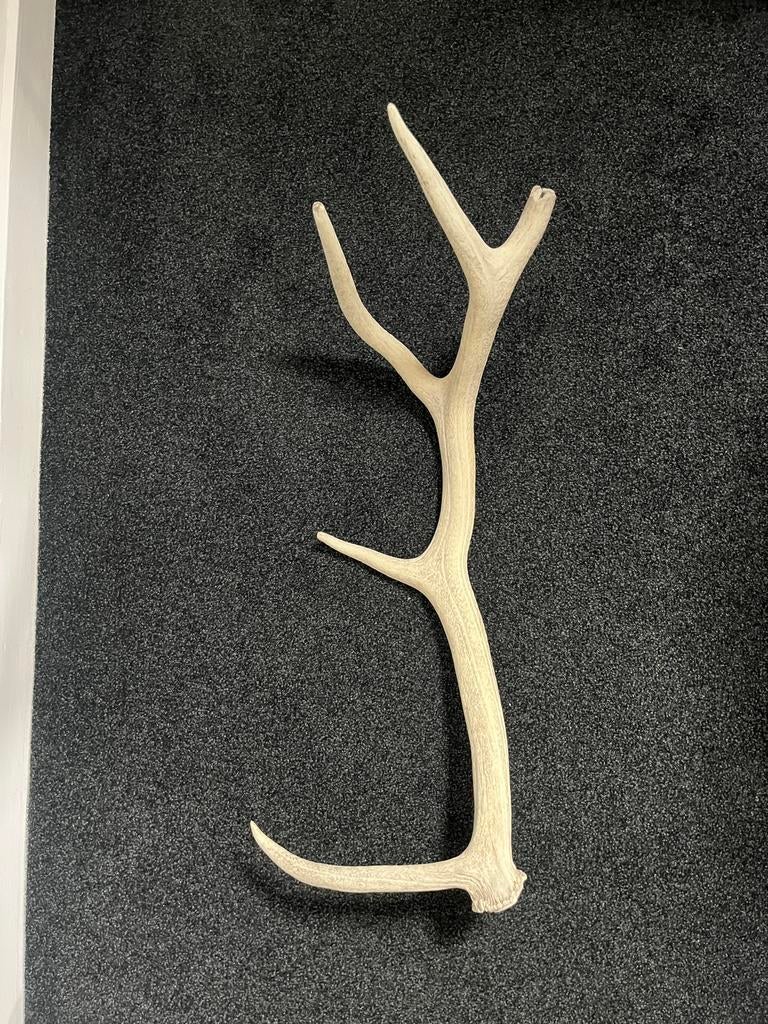 Afwerpstang Wapiti/elk uit USA, Verzamelen, Dierenverzamelingen, Ophalen of Verzenden, Zo goed als nieuw, Hert, Gewei of Kop