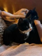 Vijf lieve kittens te koop!, Dieren en Toebehoren, Katten en Kittens | Overige Katten, Meerdere dieren, Kortharig, 0 tot 2 jaar