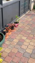 Gekleurde vierkante steentjes (4,75m2), Tuin en Terras, Planten | Tuinplanten, Ophalen