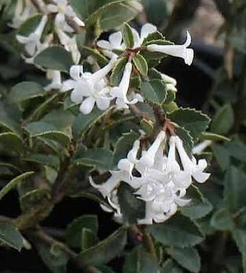 Osmanthus delavayi. Haagplanten  beschikbaar voor biedingen