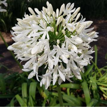 Agapanthus - Afrikaanse lelie - 50 cm hoog beschikbaar voor biedingen