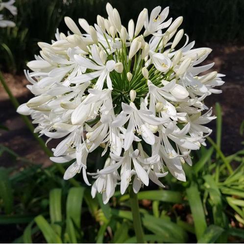 Agapanthus - Afrikaanse lelie - 50 cm hoog, Tuin en Terras, Planten | Tuinplanten, Vaste plant, Overige soorten, Volle zon, Zomer