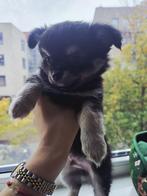 Pomchi reutje, Dieren en Toebehoren, Reu, CDV (hondenziekte), 8 tot 15 weken, Eén hond