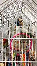 Two lovebirds with the cage / twee tortelduifjes met de kooi, Dieren en Toebehoren, Vogels | Overige Vogels, Meerdere dieren, Geringd