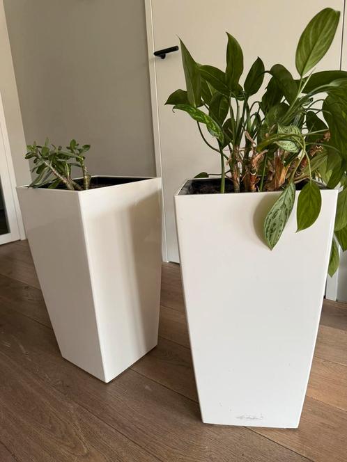 LECHUZA Plantenbak Color Cubico Kunststof 5 stuks, Tuin en Terras, Bloembakken en Plantenbakken, Gebruikt, Kunststof, Binnen, Balkon