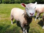 2 stuks 1ste jaars dekrammen, Dieren en Toebehoren, Schapen, Geiten en Varkens, Mannelijk, Schaap