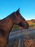 Plek vrij voor tranings pony's, Ophalen of Verzenden