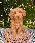 Teckel x poedel pups, Dieren en Toebehoren, Nederland, Overige rassen, CDV (hondenziekte), 8 tot 15 weken