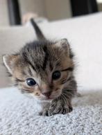 Lieve kittens te koop