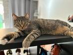 Herplaatsing kater van 2 jaar, Dieren en Toebehoren, Katten en Kittens | Overige Katten, Kater, Kortharig, 0 tot 2 jaar