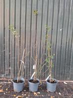 3 x Klimroos 'Arancio Vermiglio' hoge! Nu €10,- pst, Tuin en Terras, Planten | Tuinplanten, Ophalen, Volle zon, Vaste plant, Klimplanten