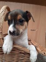 Boerenfox, 8 tot 15 weken, Meerdere, Meerdere dieren, Middel