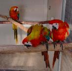 camelot , shamrock , miligold , tropicana , military , macao, Meerdere dieren, Papegaai, Pratend