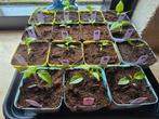 Peperplantjes - Eigen Kweek, Tuin en Terras, Planten | Tuinplanten, Ophalen, Volle zon, Groenteplanten, Eenjarig