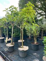 Vijgenbomen en portugese laurier op stam vijg vijgen, Volle zon, 100 tot 250 cm, Zomer, Overige soorten