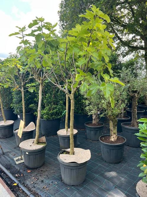 Vijgenbomen en portugese laurier op stam vijg vijgen, Tuin en Terras, Planten | Bomen, Overige soorten, 100 tot 250 cm, Volle zon