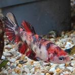 Betta splendens vrouw, Vis