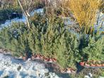 Picea wintergroene boompjes te koop., Tuin en Terras, Struik, Ophalen