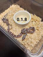Pantherophis guttatus, Slang, Tam, 0 tot 2 jaar