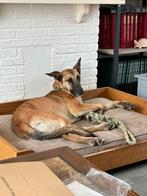 Lieve Sanluis zoekt huis en is in Nederland, Dieren en Toebehoren, Honden | Herdershonden en Veedrijvers, Particulier, Herder