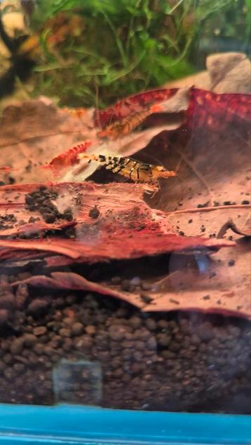 Super tiger caridina garnalen tijger beschikbaar voor biedingen