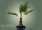 Mexicaanse Waaierpalm – Washingtonia robusta (palmboom), Ophalen of Verzenden, Lente, Palmboom, Volle zon