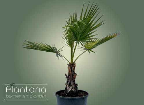 Mexicaanse Waaierpalm – Washingtonia robusta (palmboom), Tuin en Terras, Planten | Bomen, Palmboom, Volle zon, Lente, In pot, Ophalen of Verzenden