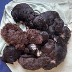 Maltipoo pups van onze Ivy en Skye te koop, Dieren en Toebehoren, Rabiës (hondsdolheid), Overige rassen, 8 tot 15 weken, Meerdere