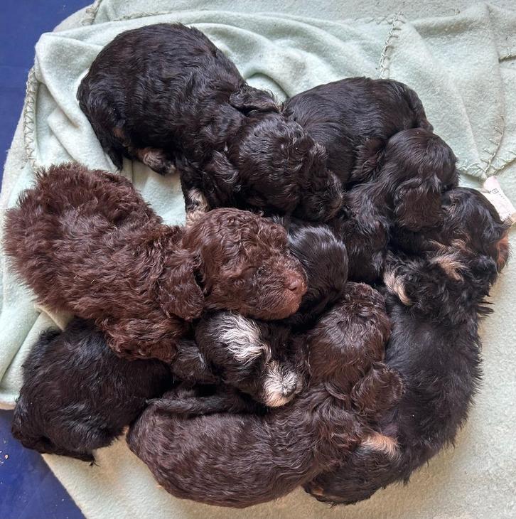 Maltipoo pups van onze Ivy en Skye te koop, Dieren en Toebehoren, Honden | Chihuahua's en Gezelschapshonden, Meerdere dieren, Overige rassen