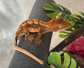 1.0 (poss man) extreme harlequin wimpergekko beschikbaar voor biedingen