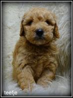 Boompoo F1b pups, Poedel, Nederland, 8 tot 15 weken, CDV (hondenziekte)