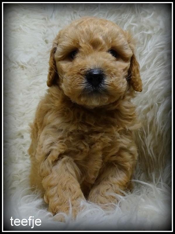 Boompoo F1b pups, Dieren en Toebehoren, Honden | Chihuahua's en Gezelschapshonden, Meerdere dieren, Poedel, Fokker | Professioneel