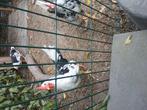 2 stuks bonte leghorn haan., Dieren en Toebehoren, Mannelijk, Kip