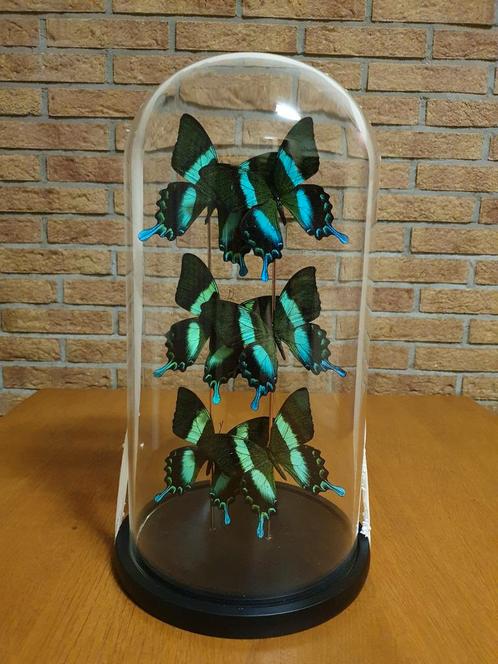 Glazen Stolp Met 6 Papilio Blumei Vlinders Taxidermie, Huis en Inrichting, Woonaccessoires | Stolpen, Nieuw, Ophalen