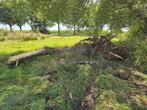 Onderstuk wilg met wortels 6 meter lang, Ophalen, Overige houtsoorten