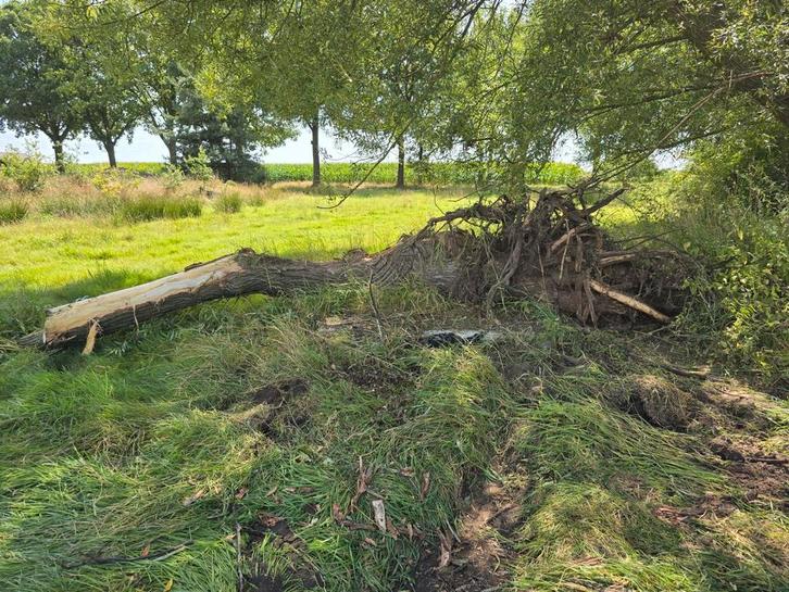 Onderstuk wilg met wortels 6 meter lang, Tuin en Terras, Haardhout, Overige houtsoorten, Ophalen