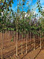 Prunus domestica 'Victoria' 🌿🫒 (pruimenboom)🌳, Ophalen, Volle zon, Overige soorten