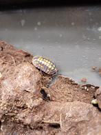 Armadillidium gestroi, September, Meerdere dieren
