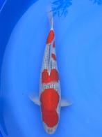 Diverse Japanse koi karper | Koikarpers  | Nisai vissen, Dieren en Toebehoren, Karper of Koi
