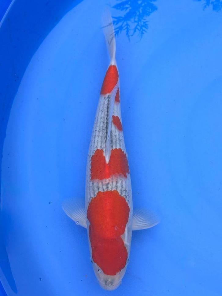 Diverse Japanse koi karper | Koikarpers  | Nisai vissen, Dieren en Toebehoren, Vissen | Vijvervissen, Karper of Koi