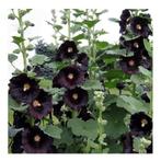 ZELDZAAM! Alcea Rosea Nigra zwarte stokroos zaden zwart, Tuin en Terras, Ophalen of Verzenden, Voorjaar, Volle zon, Zaad