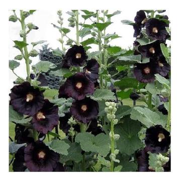 ZELDZAAM! Alcea Rosea Nigra zwarte stokroos zaden zwart beschikbaar voor biedingen