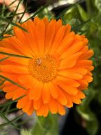 Bloemzaad biologisch zaad van diverse bloemen, Ophalen of Verzenden, Gehele jaar, Volle zon, Zaad