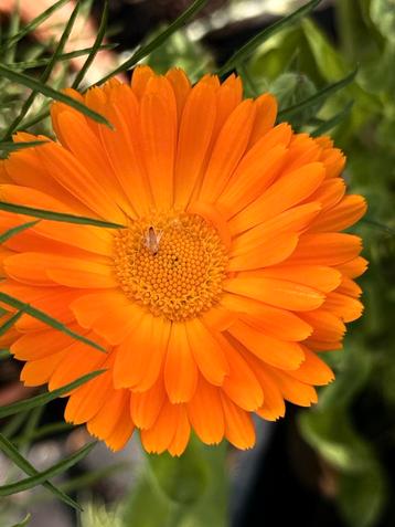 Bloemzaad biologisch zaad van diverse bloemen beschikbaar voor biedingen