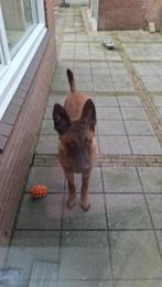 Mechelse herder 6 maanden, 15 weken tot 1 jaar, Reu, Eén hond, Herder