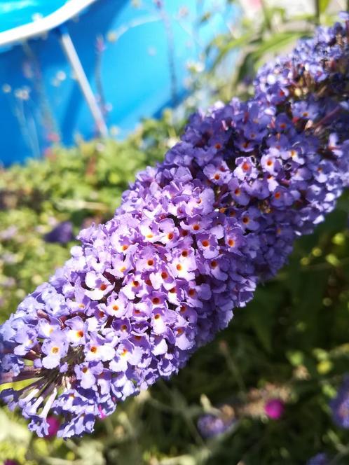 Vlinderstruik blauw/paars en geel in pot, Tuin en Terras, Planten | Tuinplanten, Overige soorten, Volle zon, Zomer, Ophalen