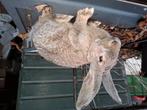 Jonge vlaamse reus ram, Dieren en Toebehoren, Konijnen, Mannelijk, Groot