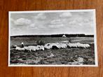 Herder met kudde schapen op de Veluwe bij Ede - Heerde. 1960, Ophalen of Verzenden, 1940 tot 1960, Gelopen, Gelderland