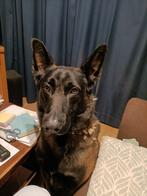 Mechelse herder, België, Particulier, Rabiës (hondsdolheid), Reu